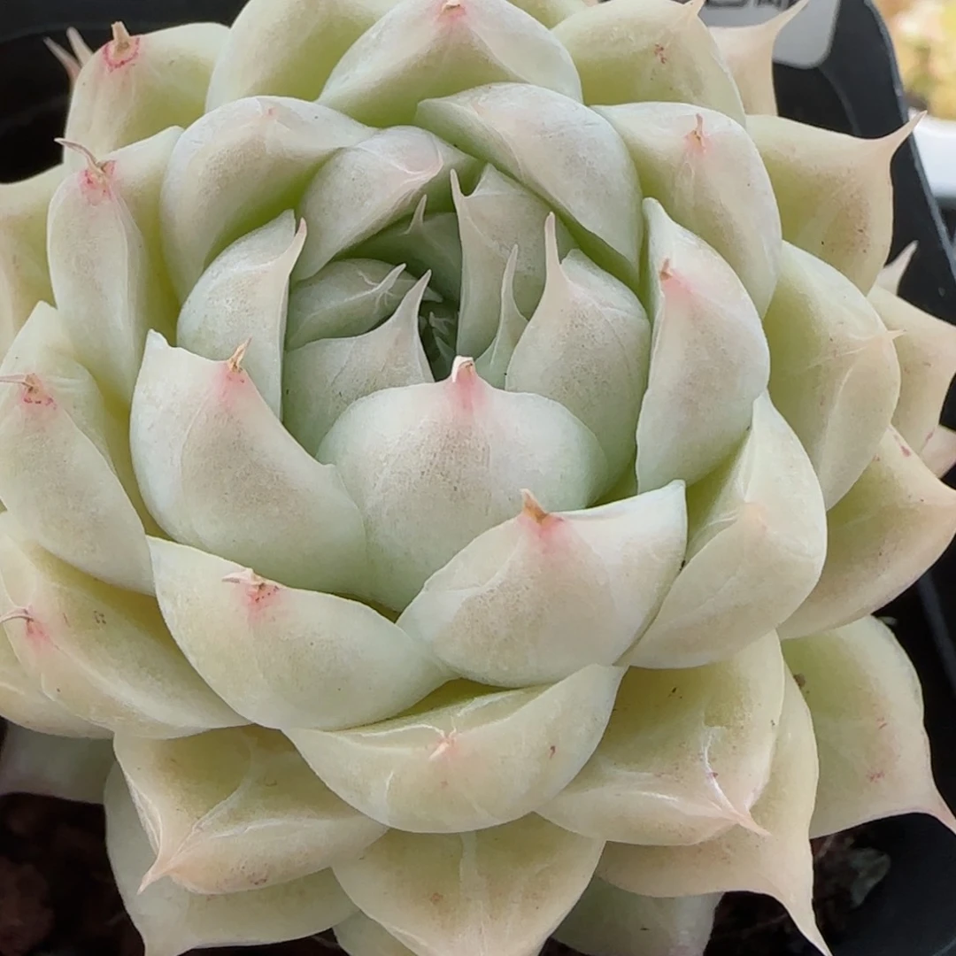 花语逸境0122-208