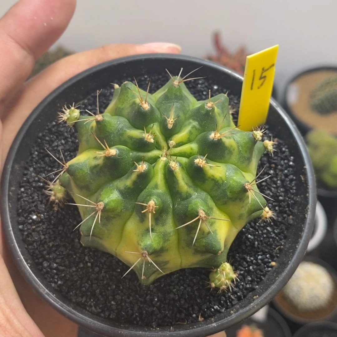 泰系铭品米哈——带盆土发货