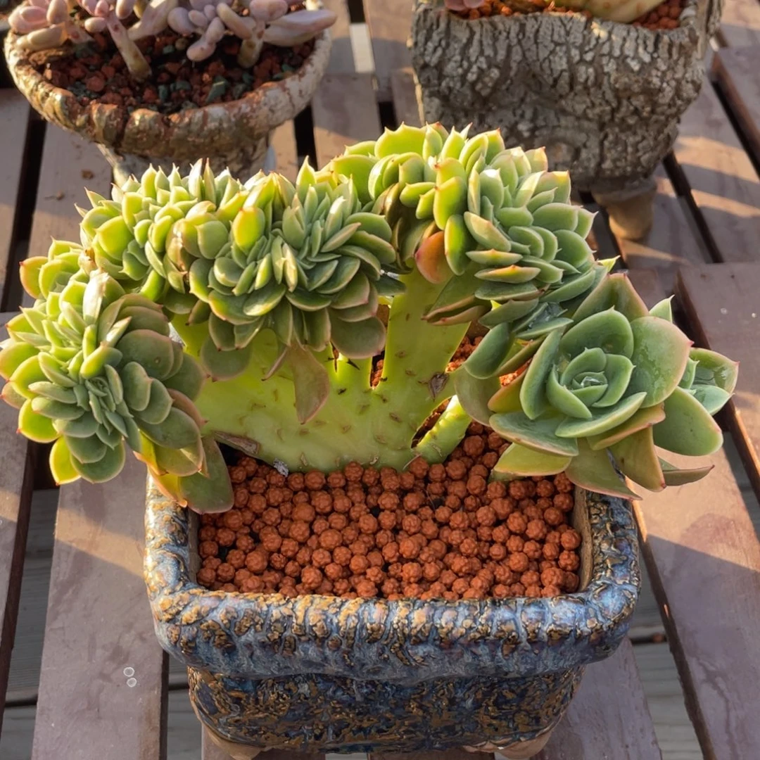 星纳塔缀化小树缀
