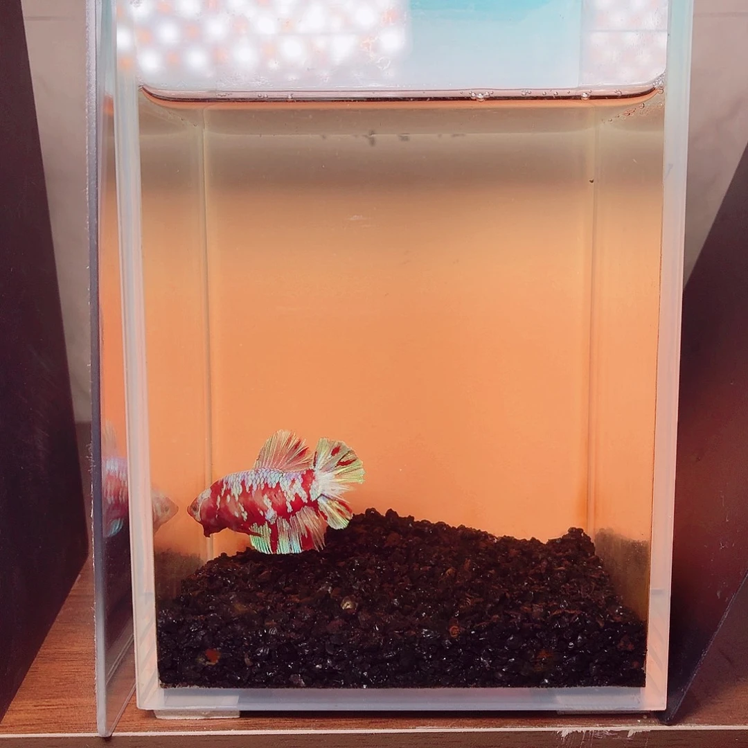 斗鱼彩金将军公鱼