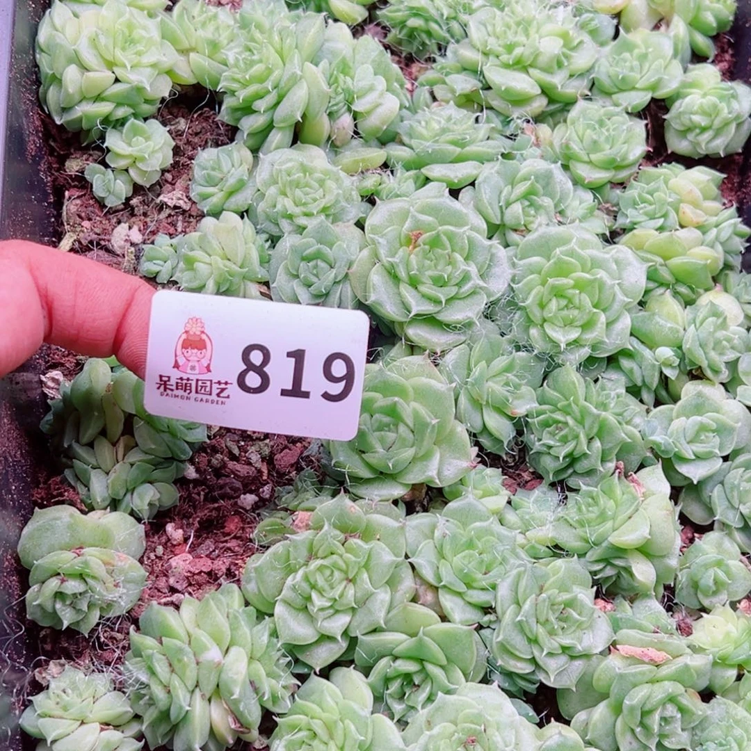 *****多肉植物多肉植物