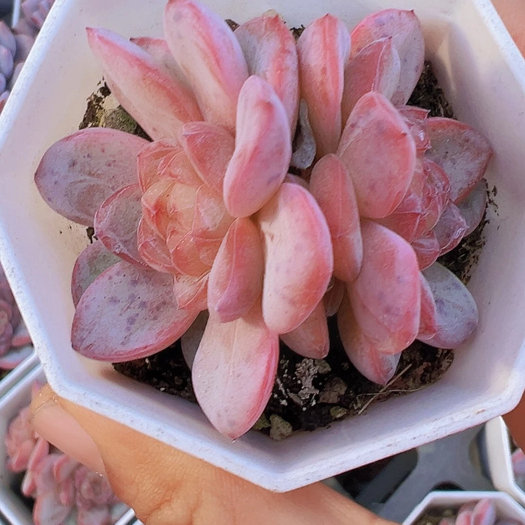 双头粉星星珍妮19包邮