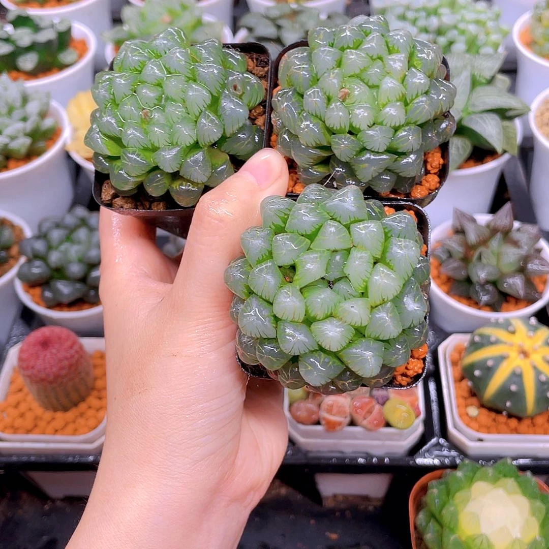 小叶冰灯玉露3颗，原盆