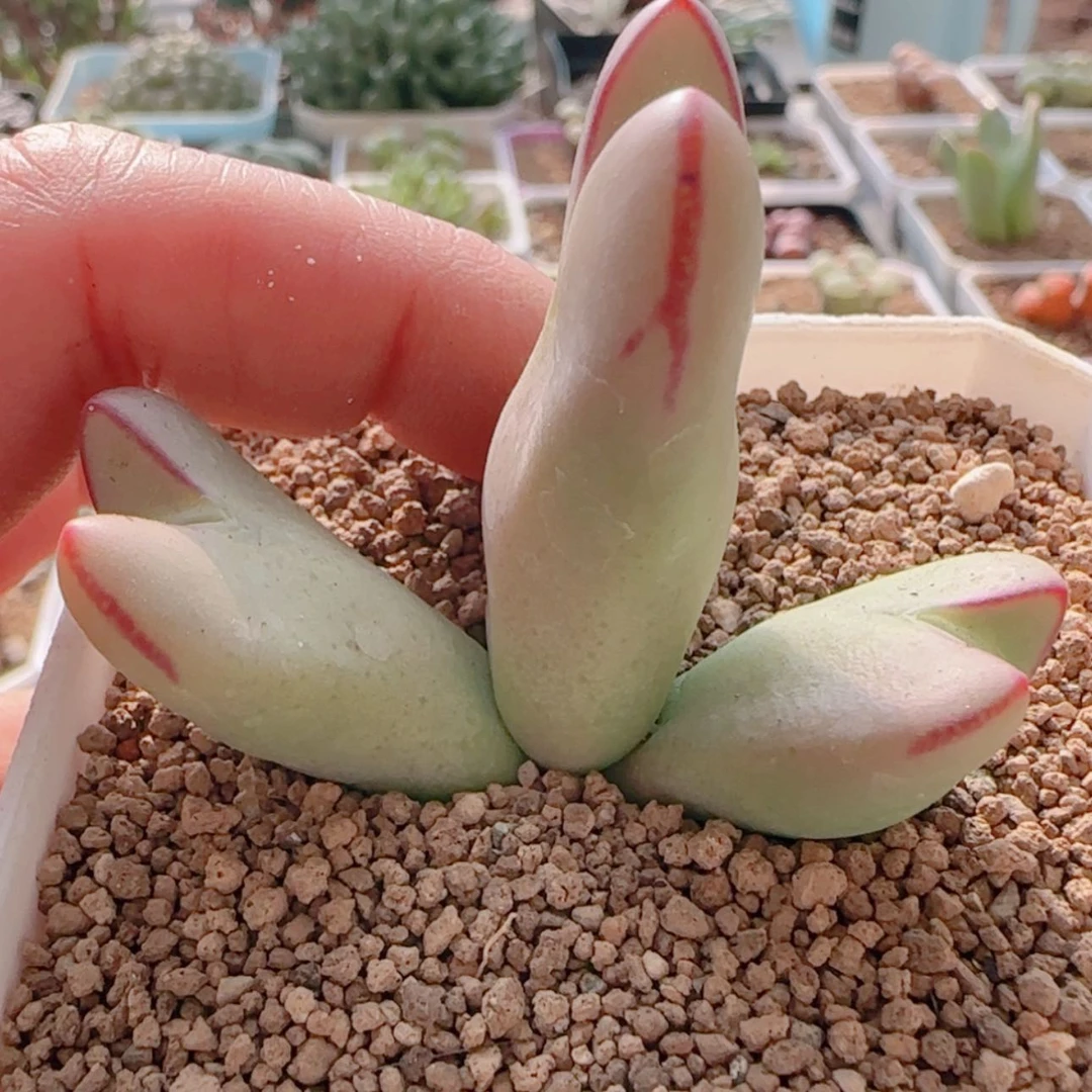 【闪购商品】へ****?21294