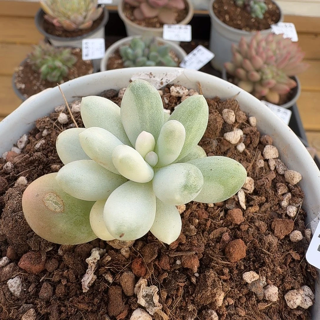 马卡龙奶酪11105-50