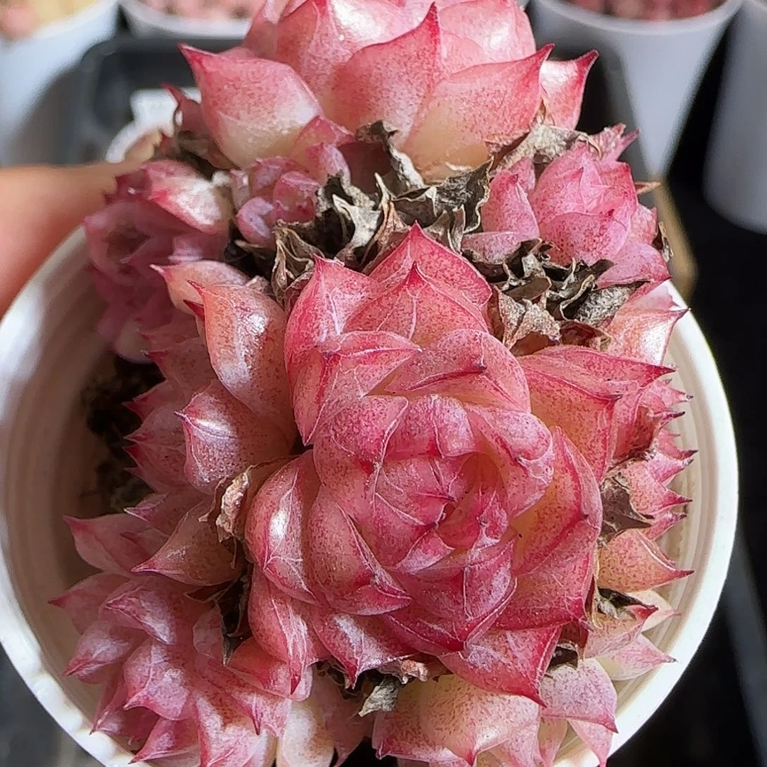 多肉1218-201优选麦秆