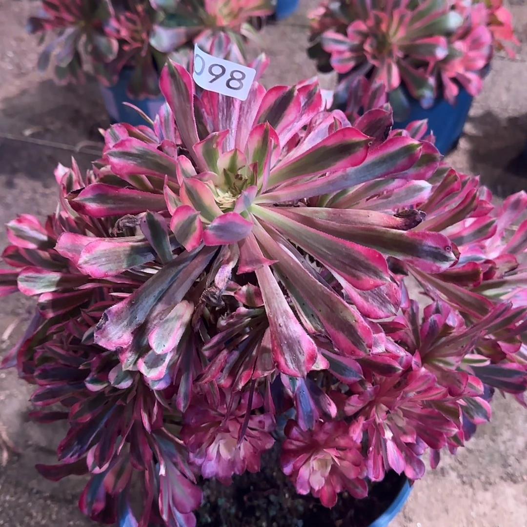 多肉植物红彤098法师