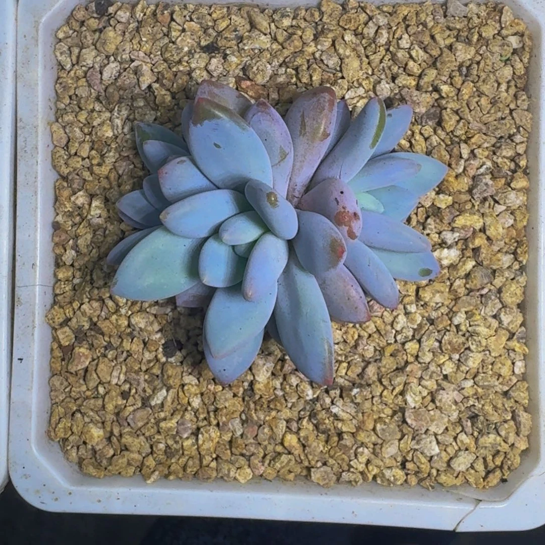 橙龙 3头 一物一拍