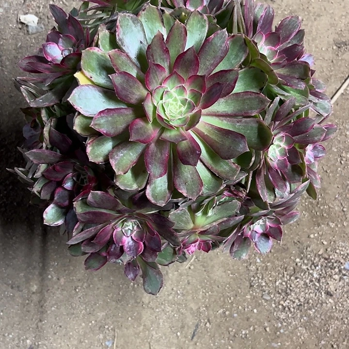 多肉植物莲花锦……