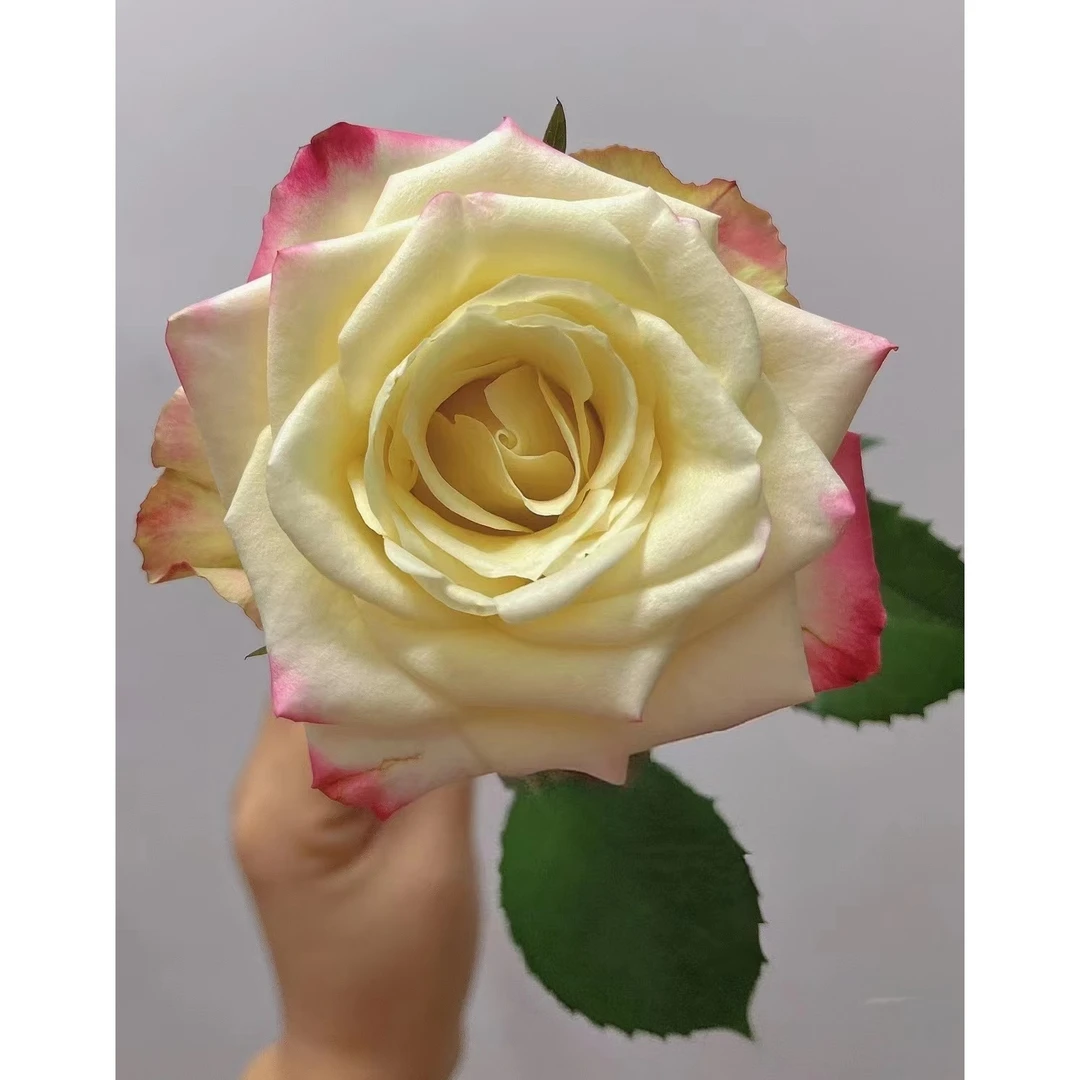 47方德品牌艾莉森10支+蓝黑种草一小把+梦幻芭比3支+粉紫罗兰一把