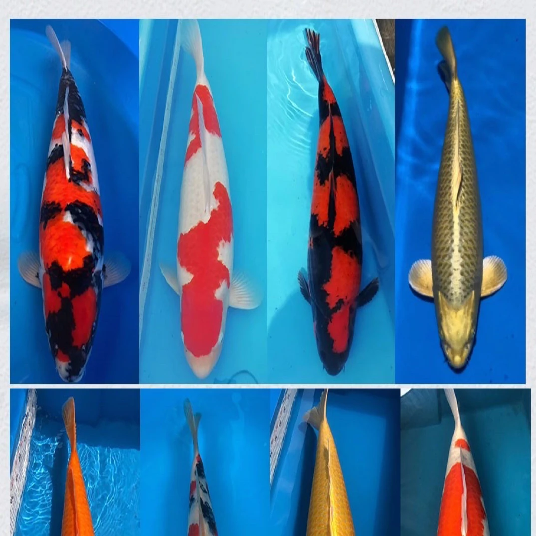 精品单色鲤茶鲤芒果介子黄金锦鲤