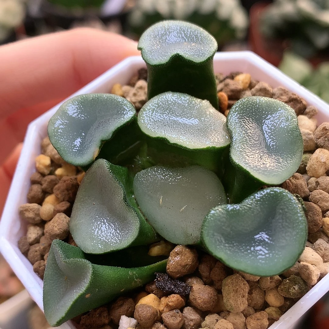 蓝宝石万象带盆土发货kklo