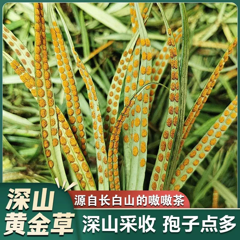 长白山正宗深山嗷嗷草草 精选小叶孢子多 东北特产深山石草茶