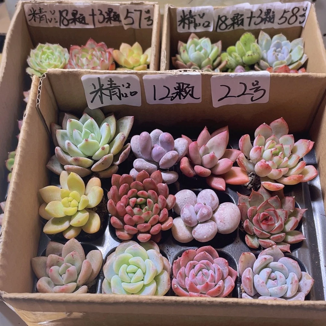 【闪购商品】【量拍】12颗-22