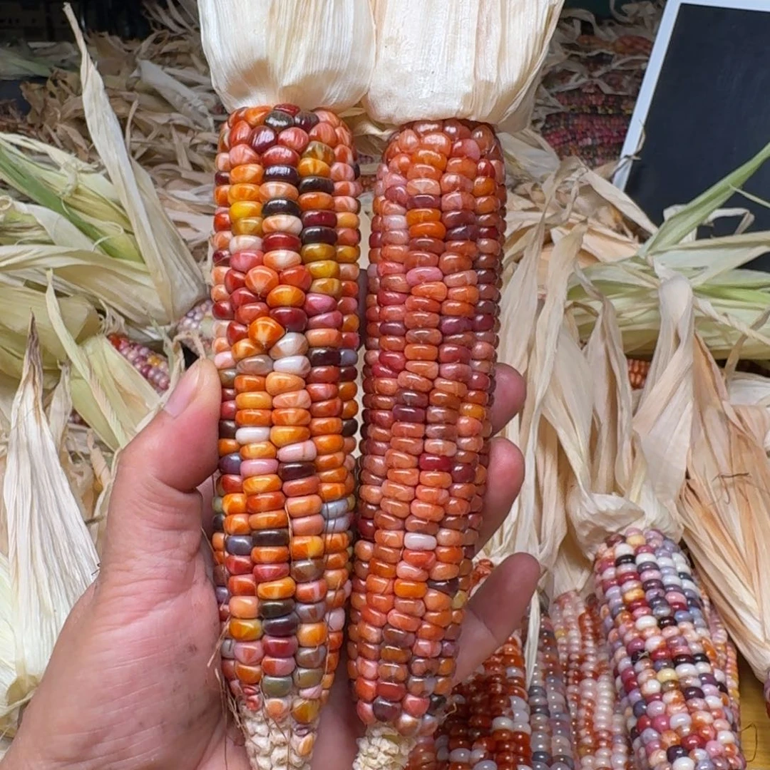 長****柏香籽/百香籽吊坠