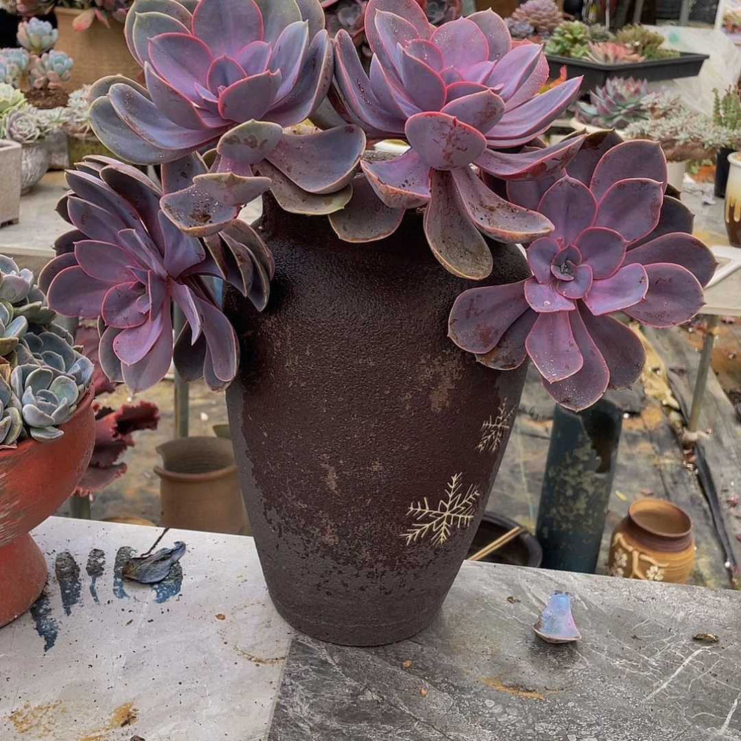浙***和紫丁香多肉植物群