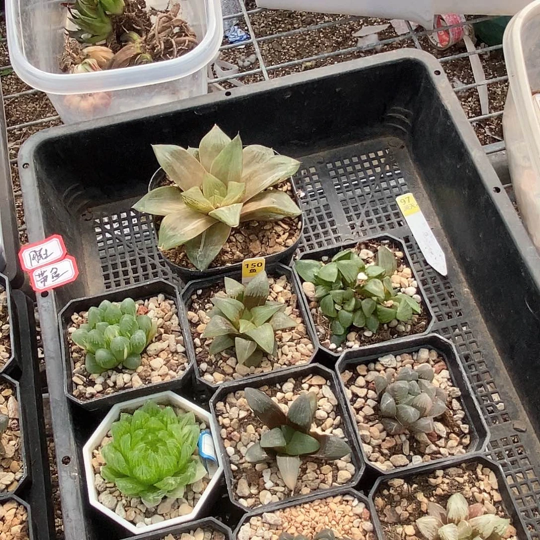 150号10颗脱土发货