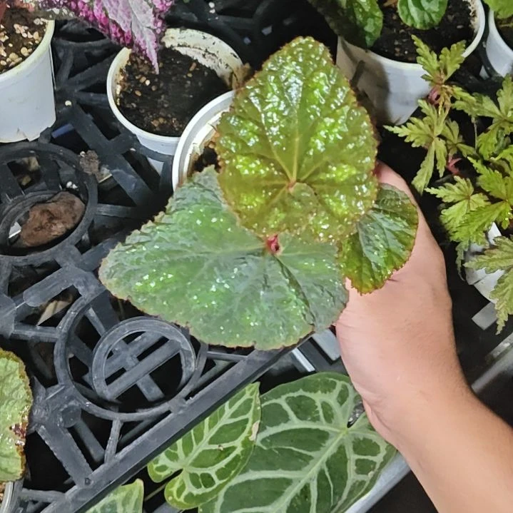红磨坊秋海棠一物一拍