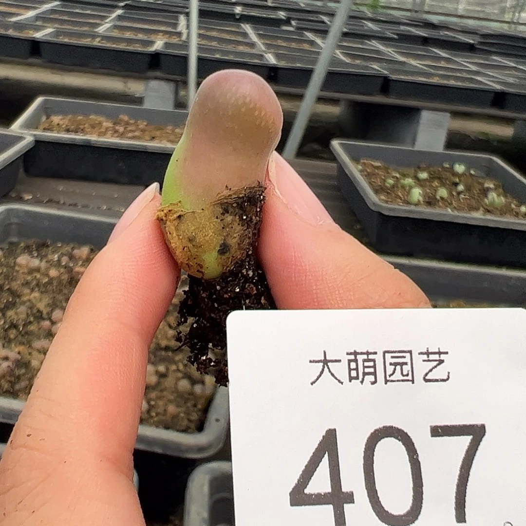 一物一拍,。 福利407