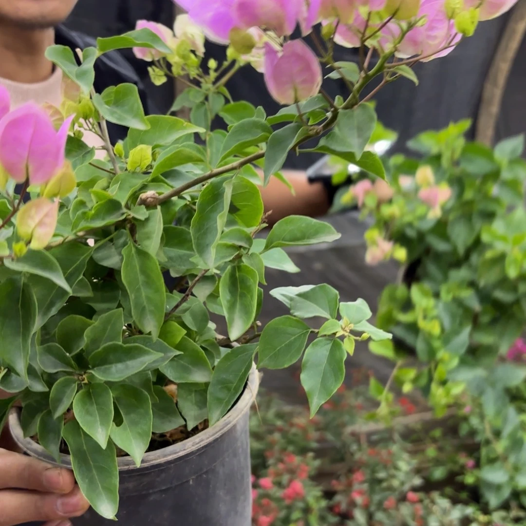 全部花苞（粉可爱）三角梅会落花落叶会光杆苗有大有小