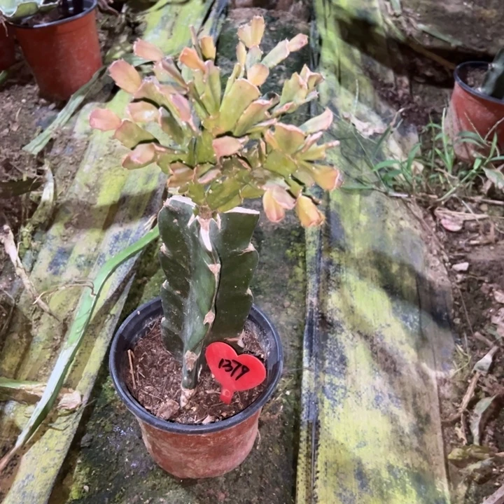 桃***桃当前无花栽培后可以开花050  1379