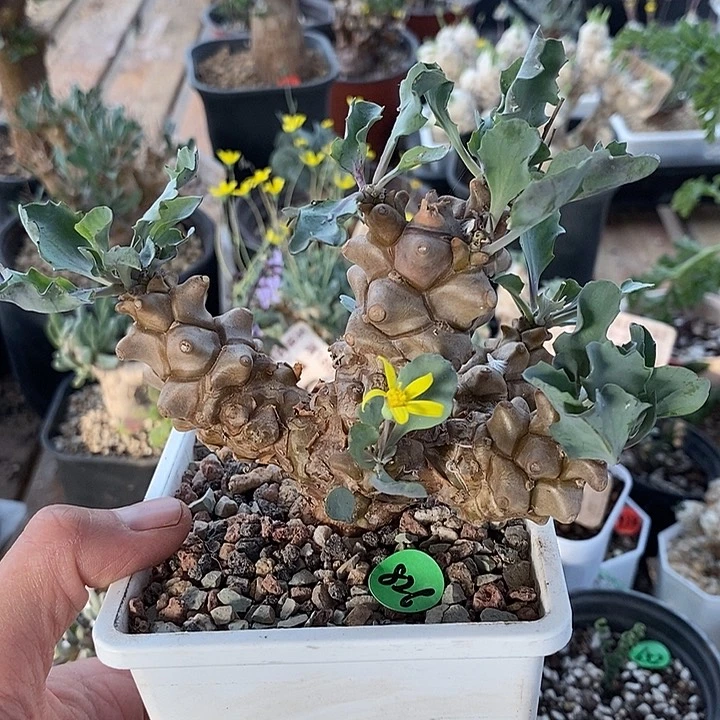 826蛮鬼塔厚敦菊一一带盆