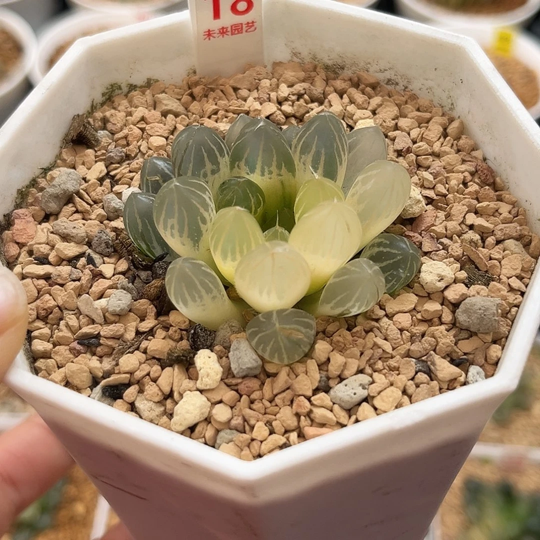18霓虹灯玉露锦福利