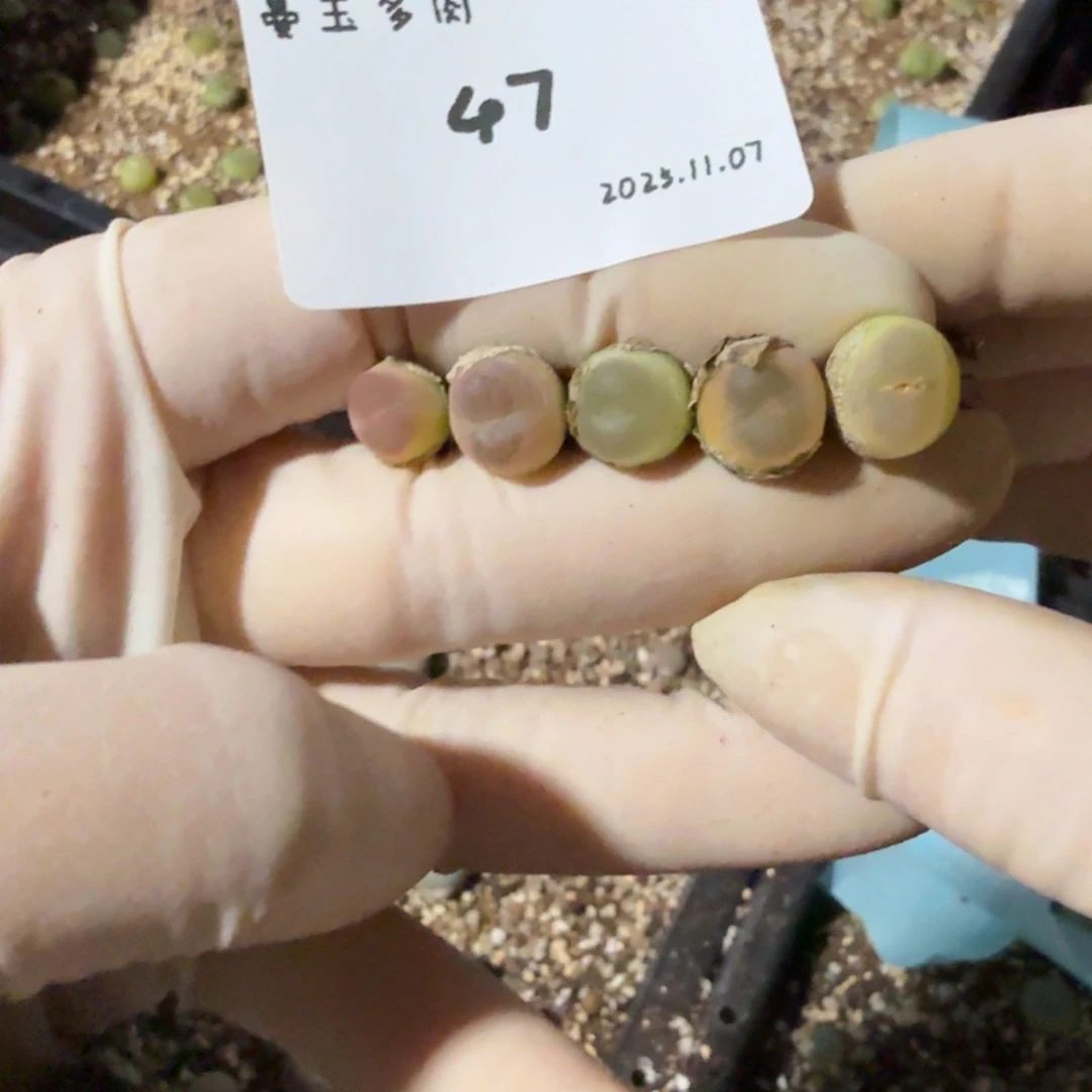 大***虫多肉多肉多肉11.7-047