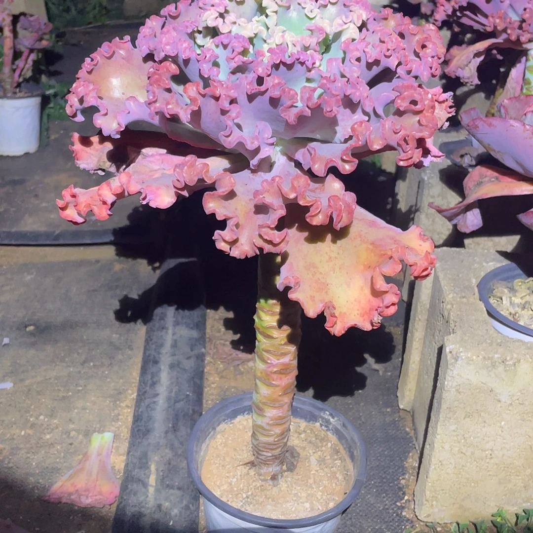 量拍女王老桩高4 0宽2 5cm 2棵一组