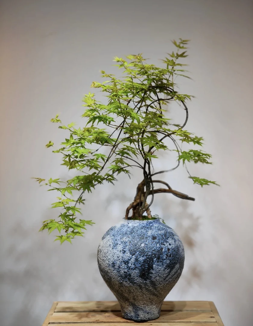 网红流泉枫 黄金流泉枫盆栽绿植 室内 客厅 阳台 书房 办公室茶室