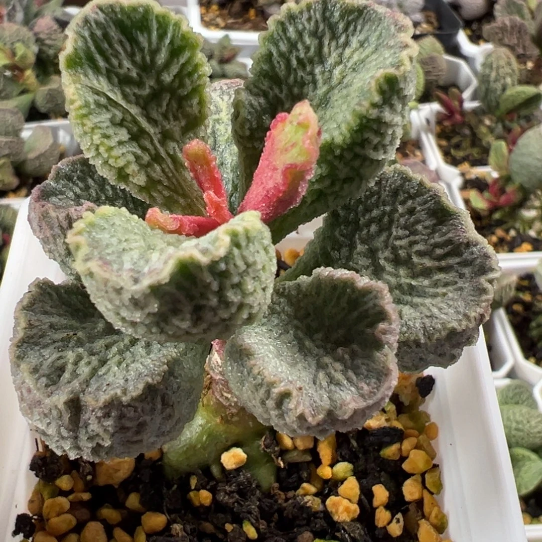 粉蝴蝶单头纯木质桩多肉植物