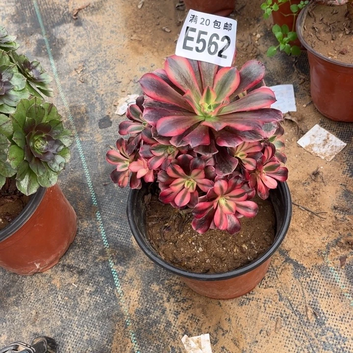 562美杜莎不包断枝