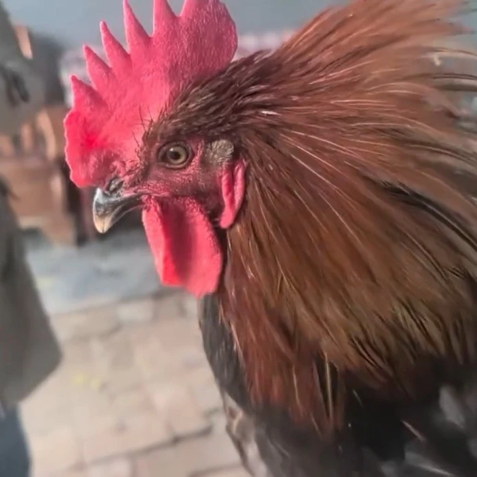 桃园溜达公鸡烧烤食材