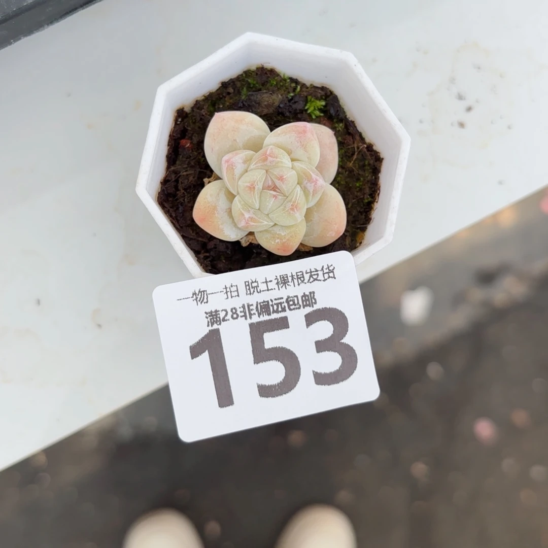 冰玉单头无盆土发货