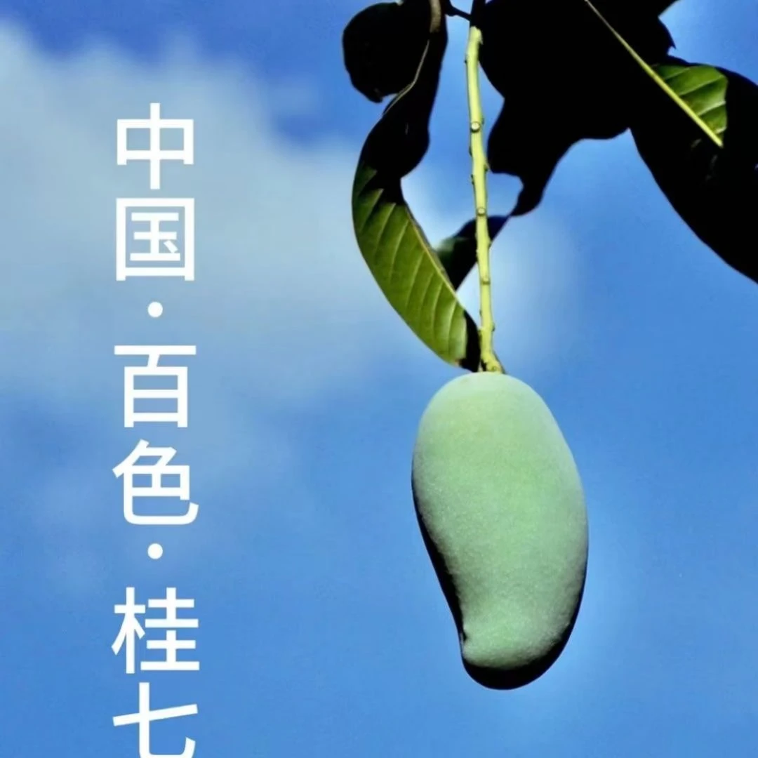 【呗侬专属】正宗广西百色田东桂七香芒香甜软糯应季水果