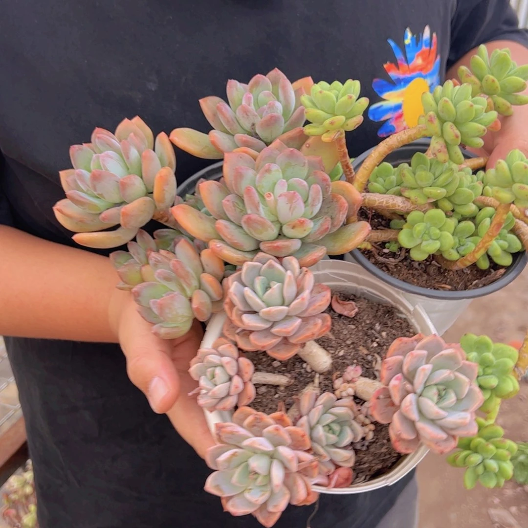 香格里拉120杯，三头红粉佳人，三头灰姑娘各一