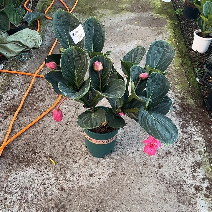 初***识无花朵荷兰进口宝莲灯