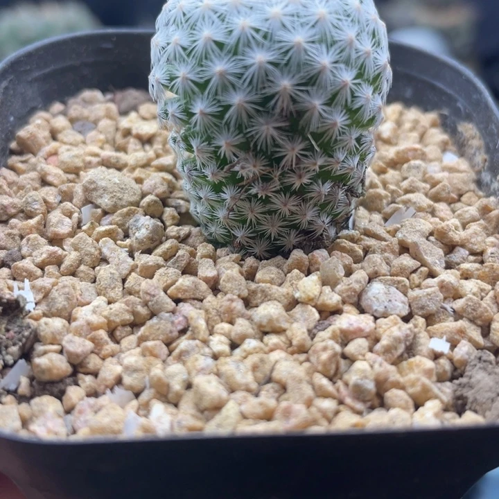 白鸟一颗包邮带盆发货