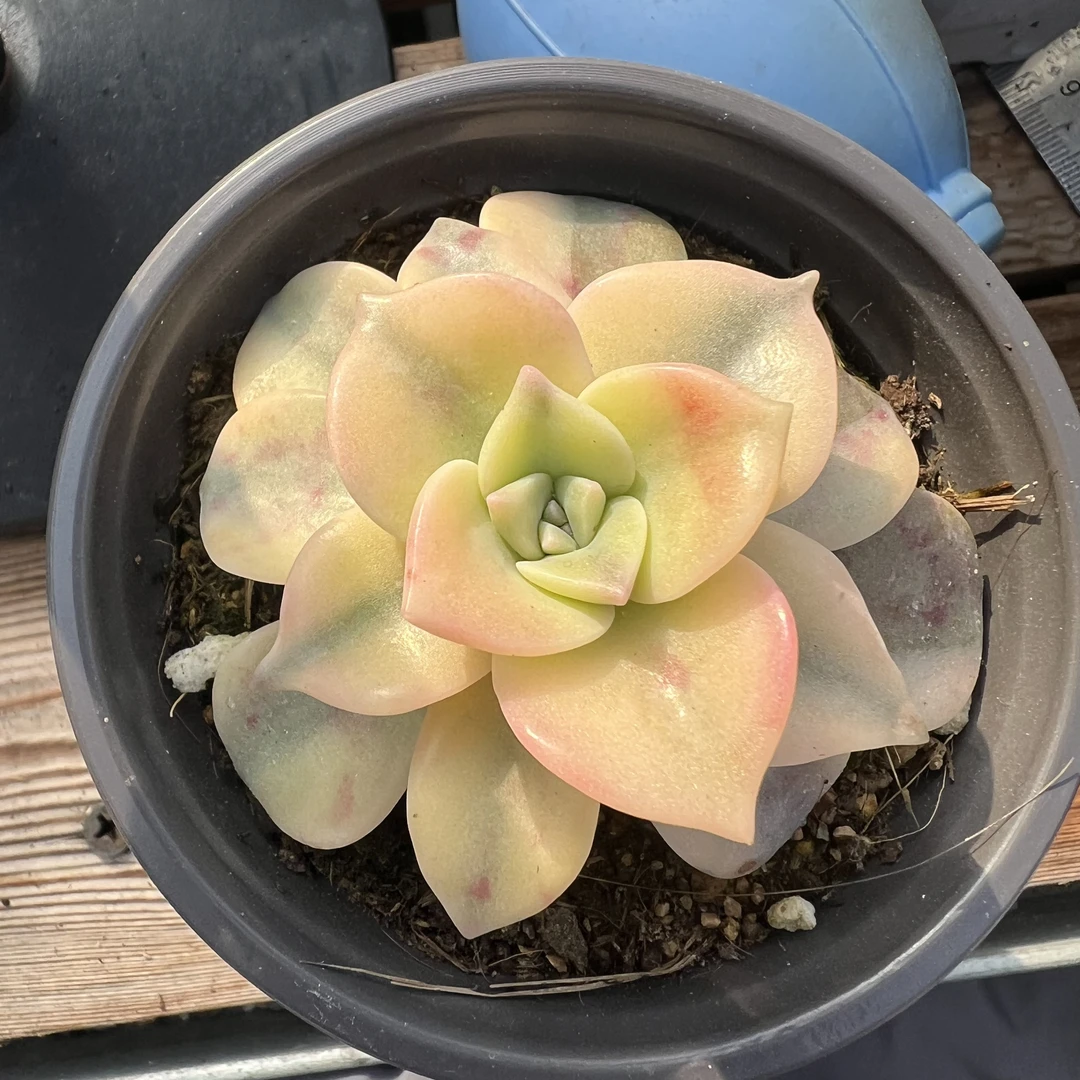 紫乐锦多肉植物多肉