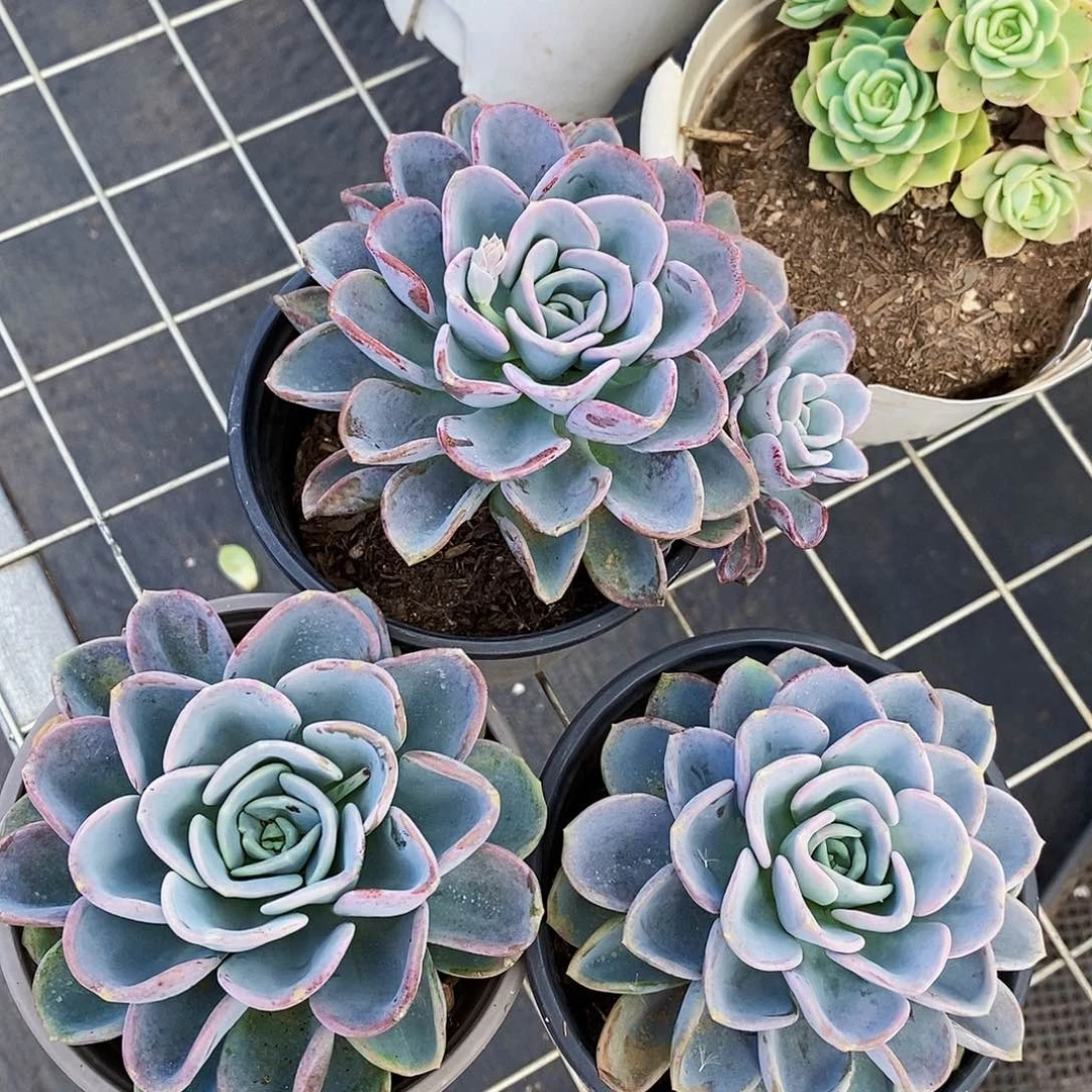美尻大单头莲花座3盆