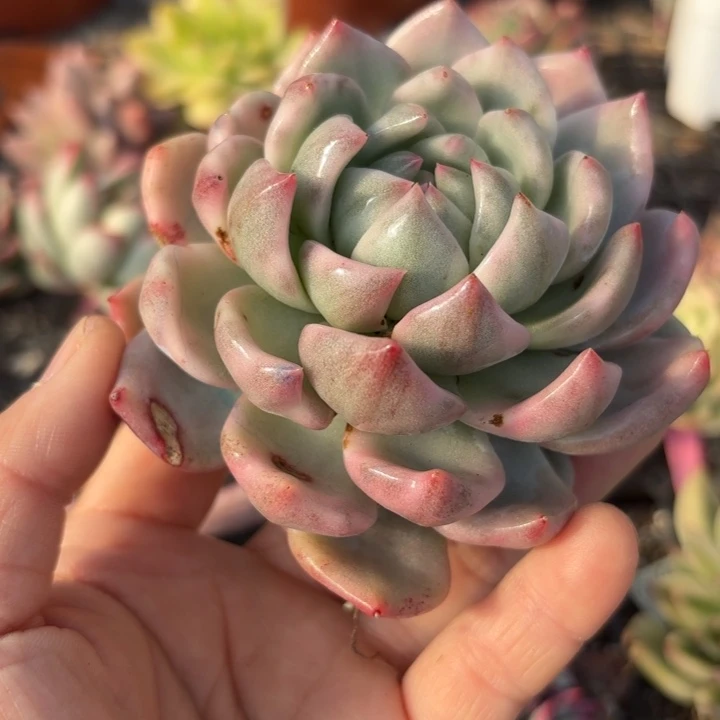 粉吉多肉植物满18包邮