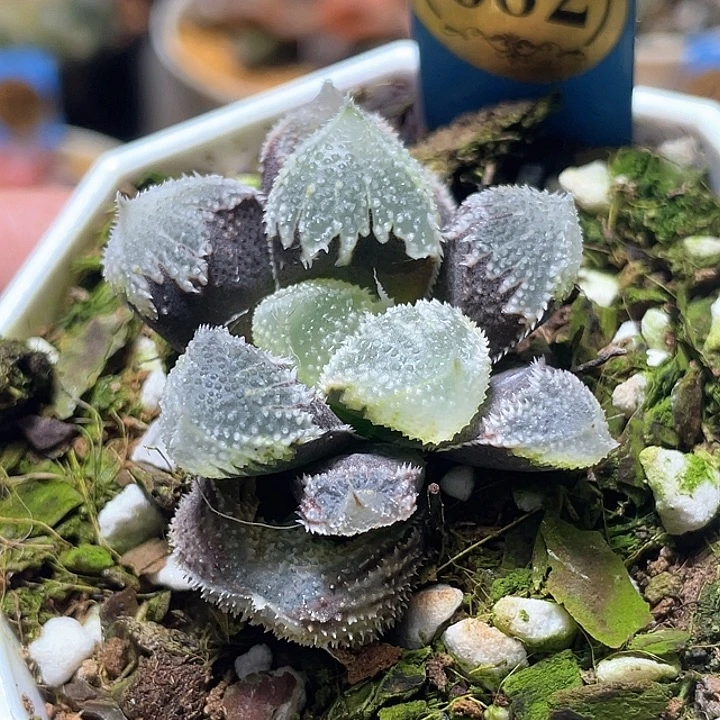 半***啡685变异白帝城特选福利