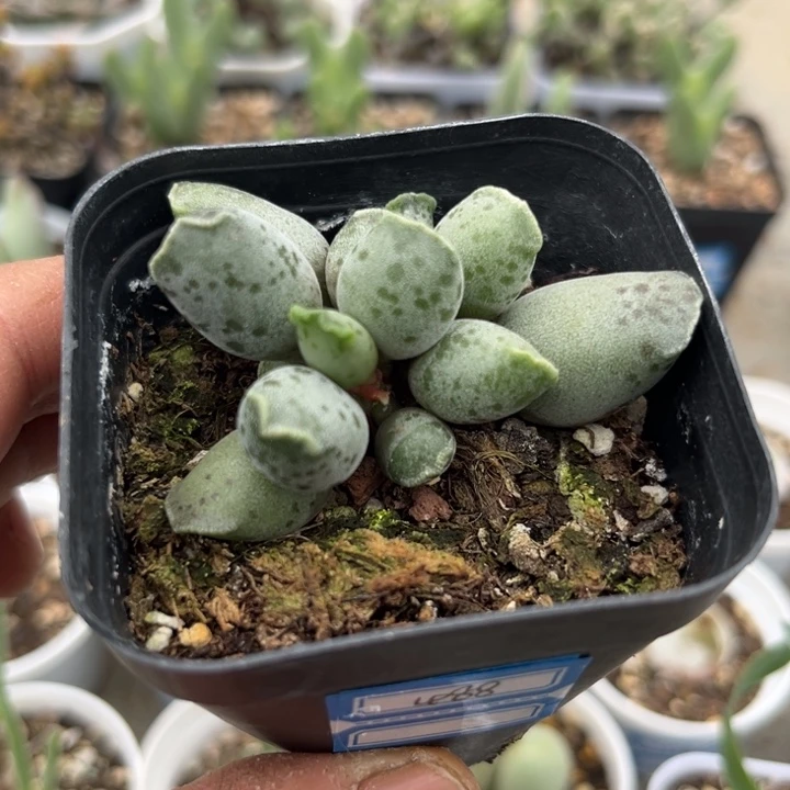 可爱水泡植物海豹488