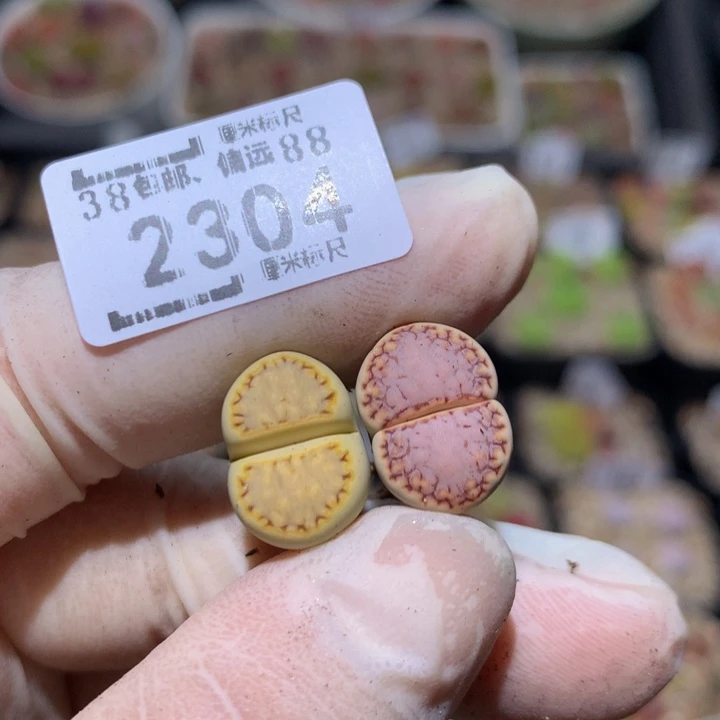 小*乖zzz精品生石花2304