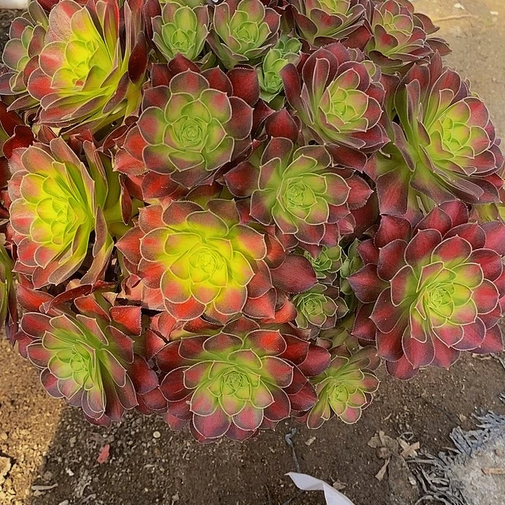 多肉韶华603多肉