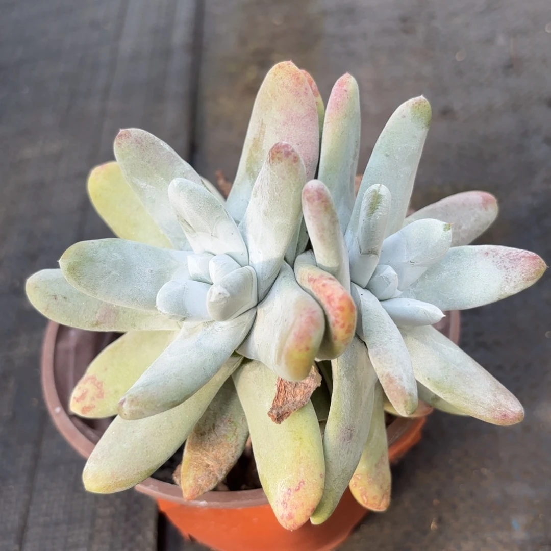 拇指，仙女杯多肉。