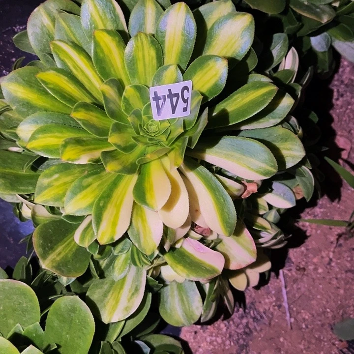 544五彩琉璃多肉植物