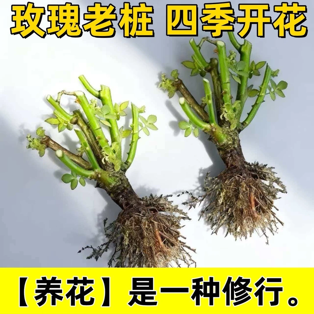 （新手福利到手五颗）云南玫瑰花苗四季开花大花浓香型好养易成活