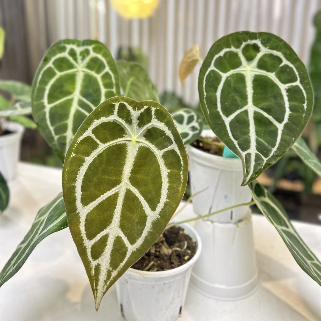 盾叶水晶花烛天南星科室内热植客厅阳台好养盆栽绿植高级ins风