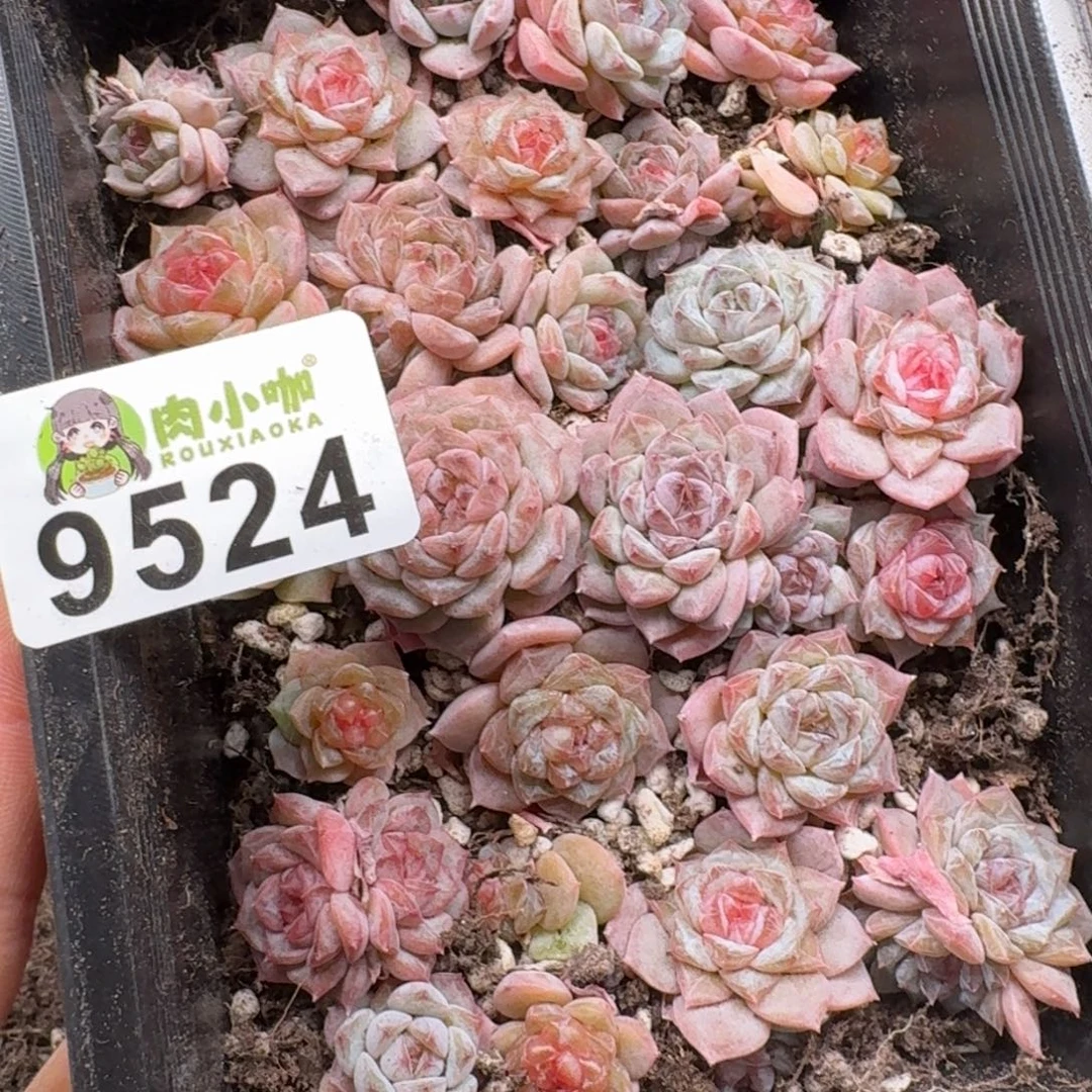 我***猫多肉植物多肉植物